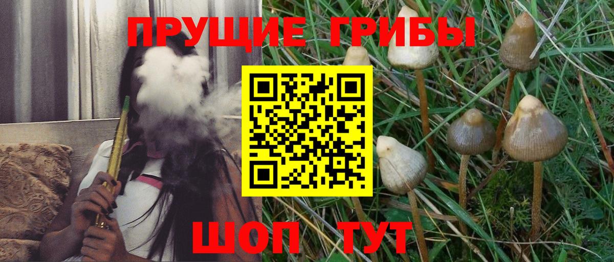 Псилоцибиновые грибы MAGIC MUSHROOMS  цены   Анапа  Вход с VPN  Галлюциногенные грибы Psilocybine cubensis 